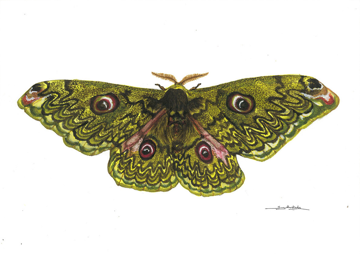 YELLOW-SPOTTED EMPEROR MOTH