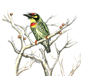 COPPERSMITH BARBET